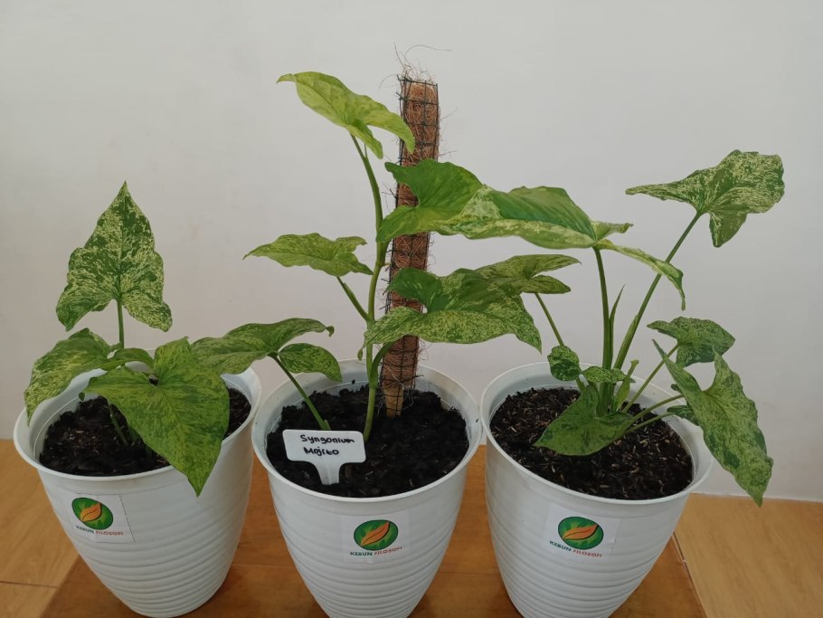 Сингониум моттлед