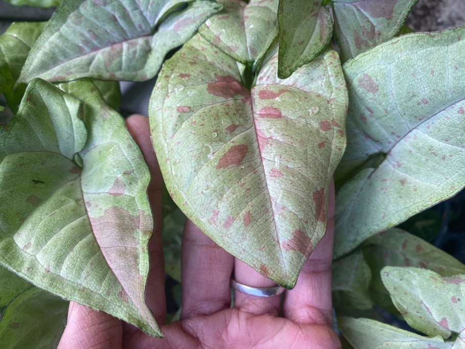 Аглаонема гибискус