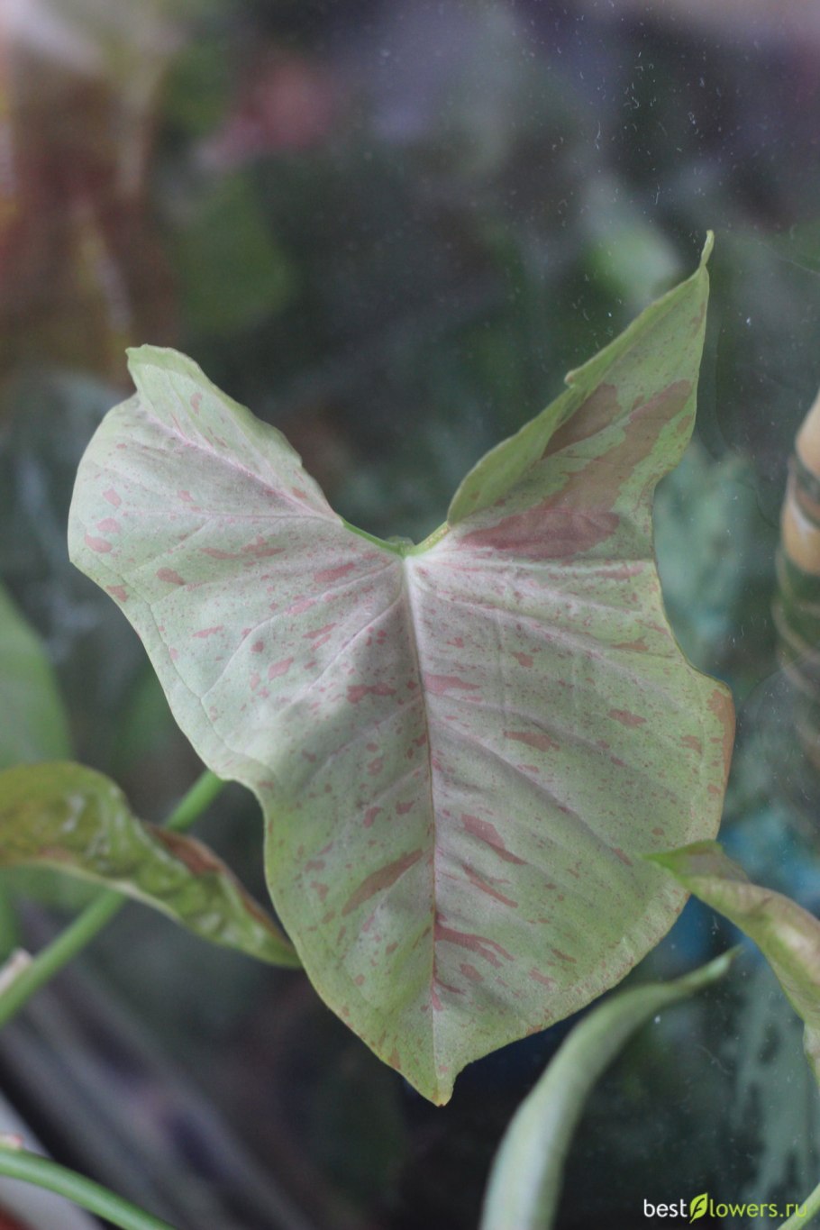 Сингониум (Syngonium Confetti)