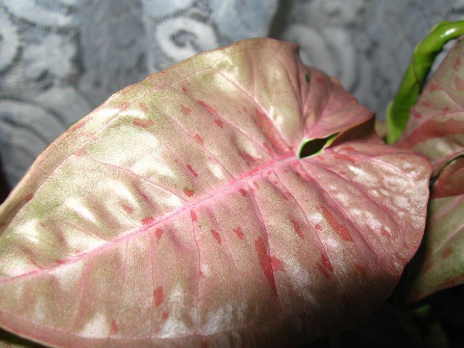 Сингониум Милк