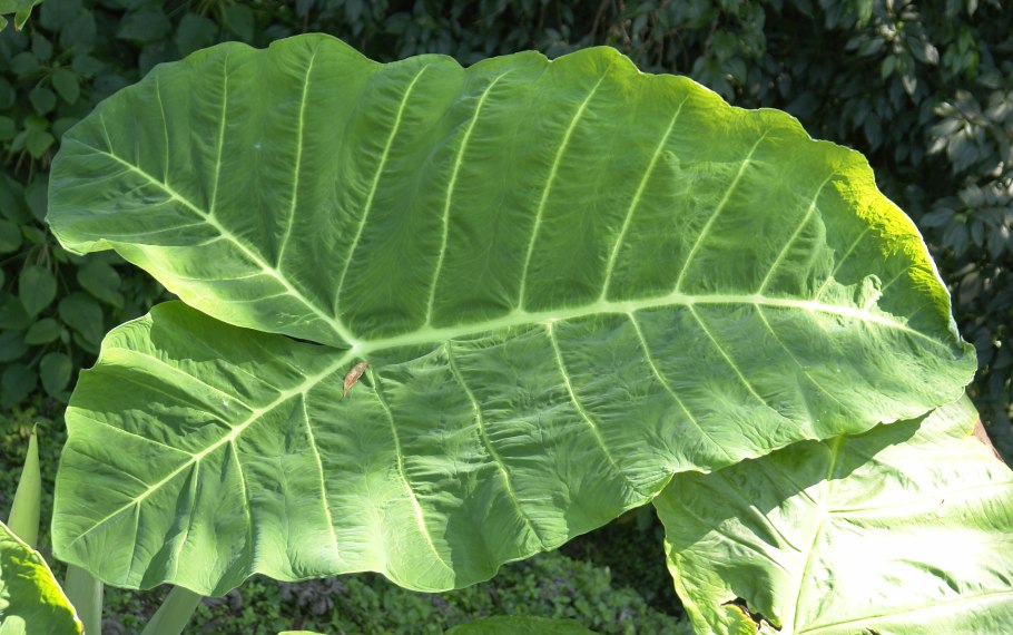 Монстера радифорда Эстетика