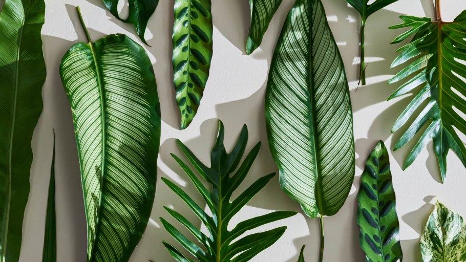 Тропическая Лиана монстера