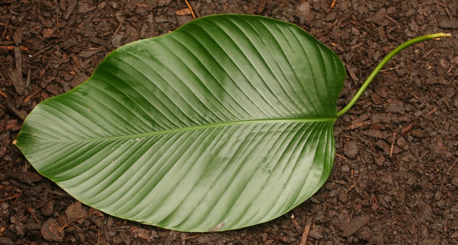 Пальма с крупными листьями