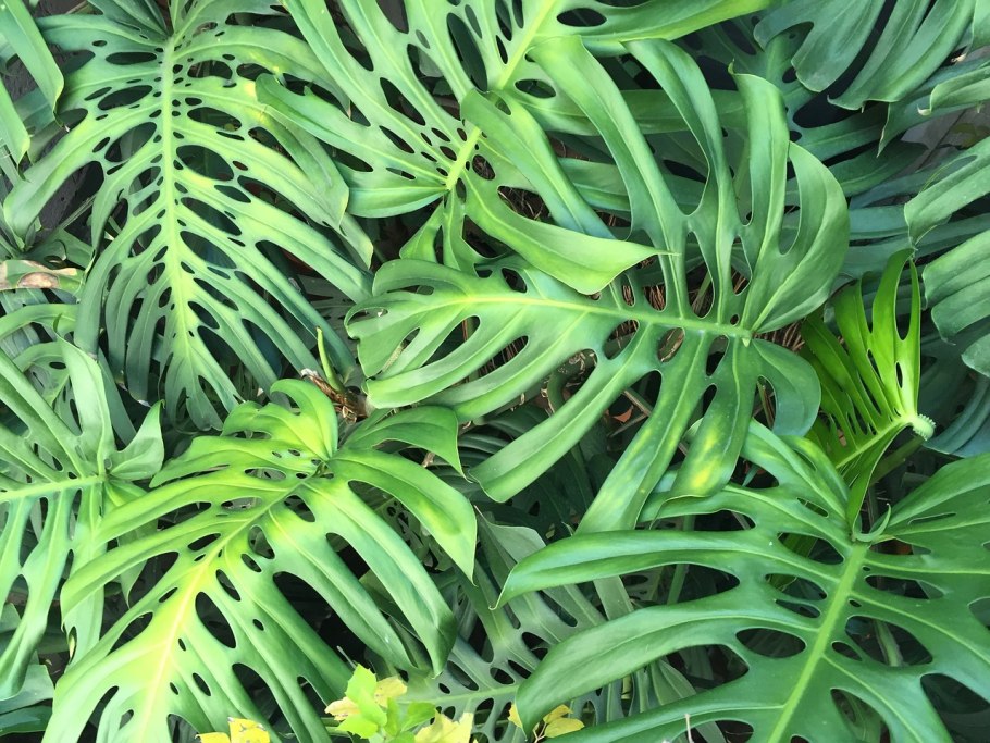 Монстера Пертусум