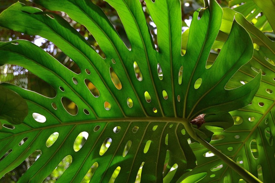 Монстера и папоротник