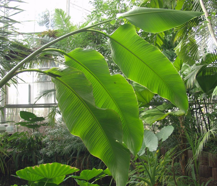 Тропические лист Monstera