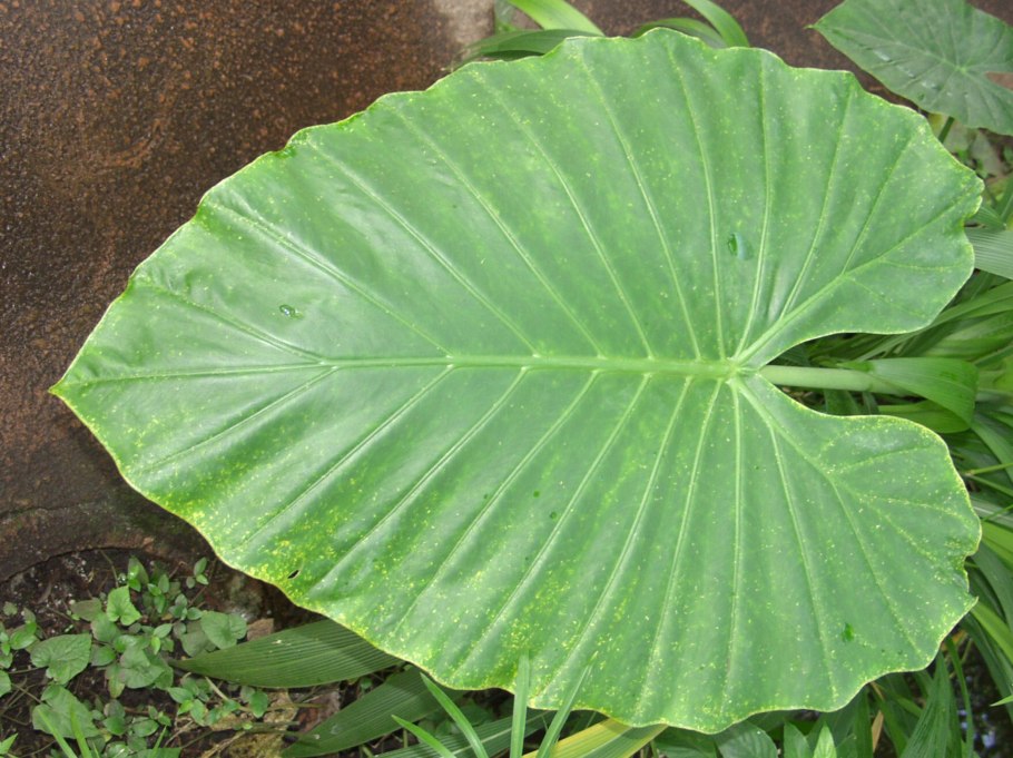 Широкие листья