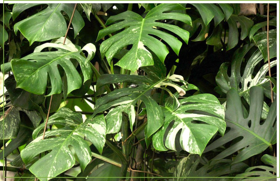 Монстера Индонезиан