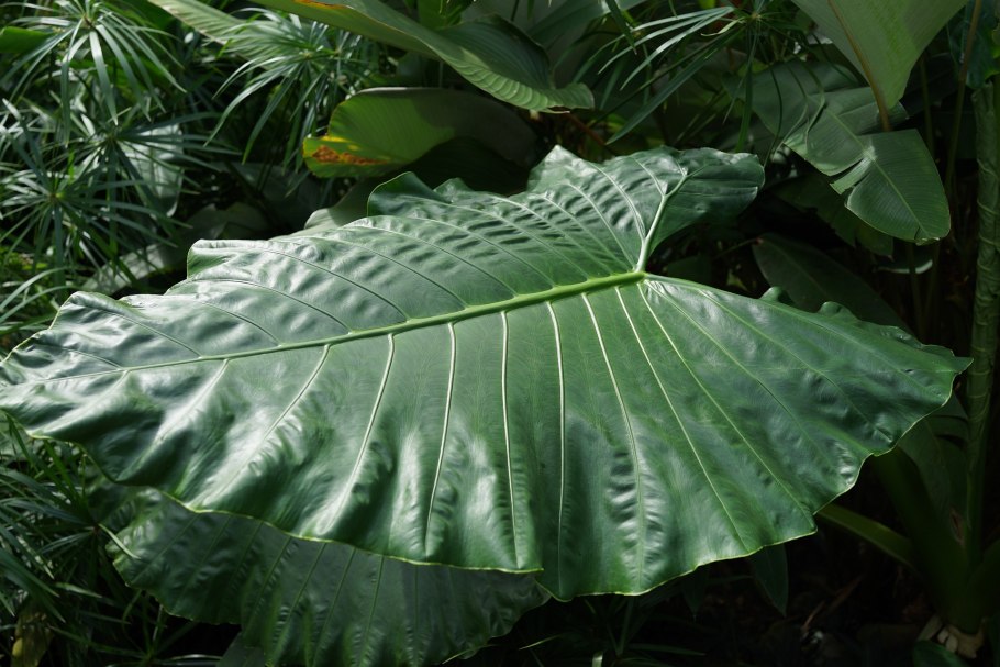 Монстера деликатесная (Monstera deliciosa)