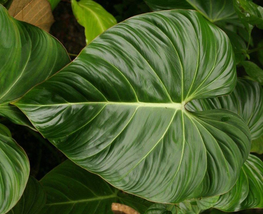 Лиана монстера деликатесная