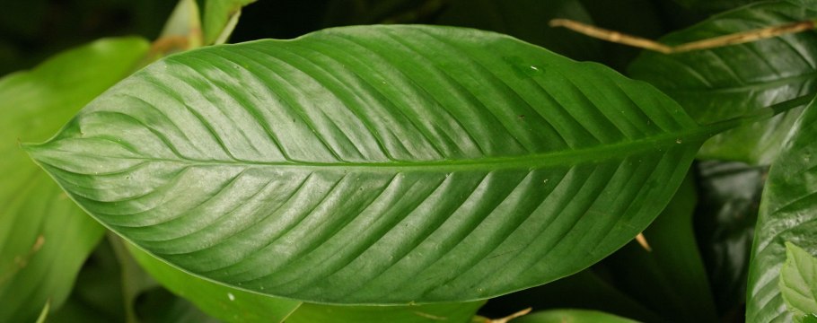 Джунгли спатифиллум монстера