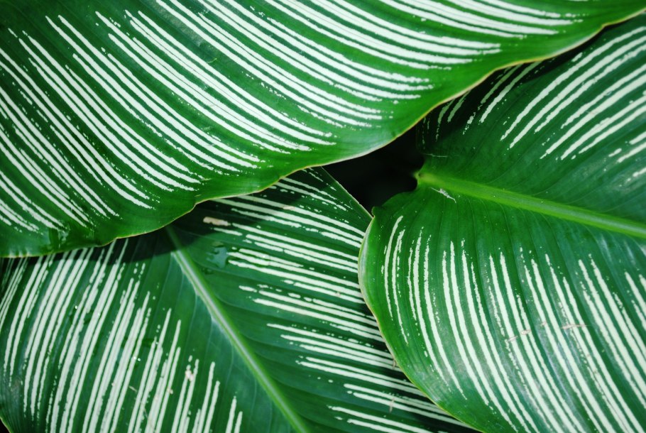 Монстера эскулетто