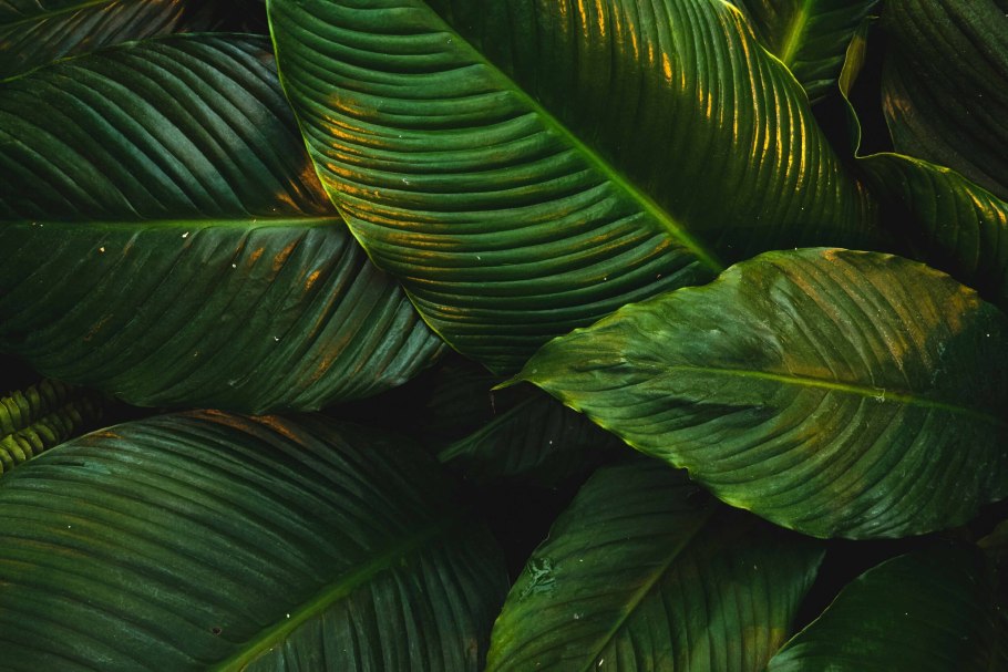 Экзотические листья