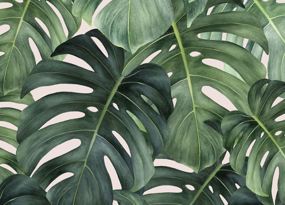 Монстера эскулетто