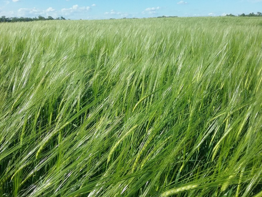 Консита ячмень