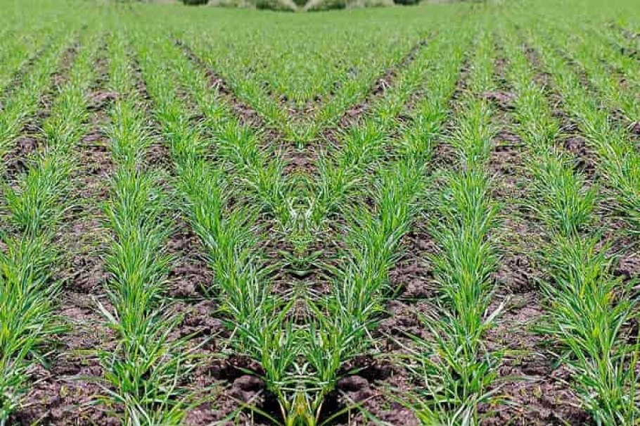 Поле чумизы