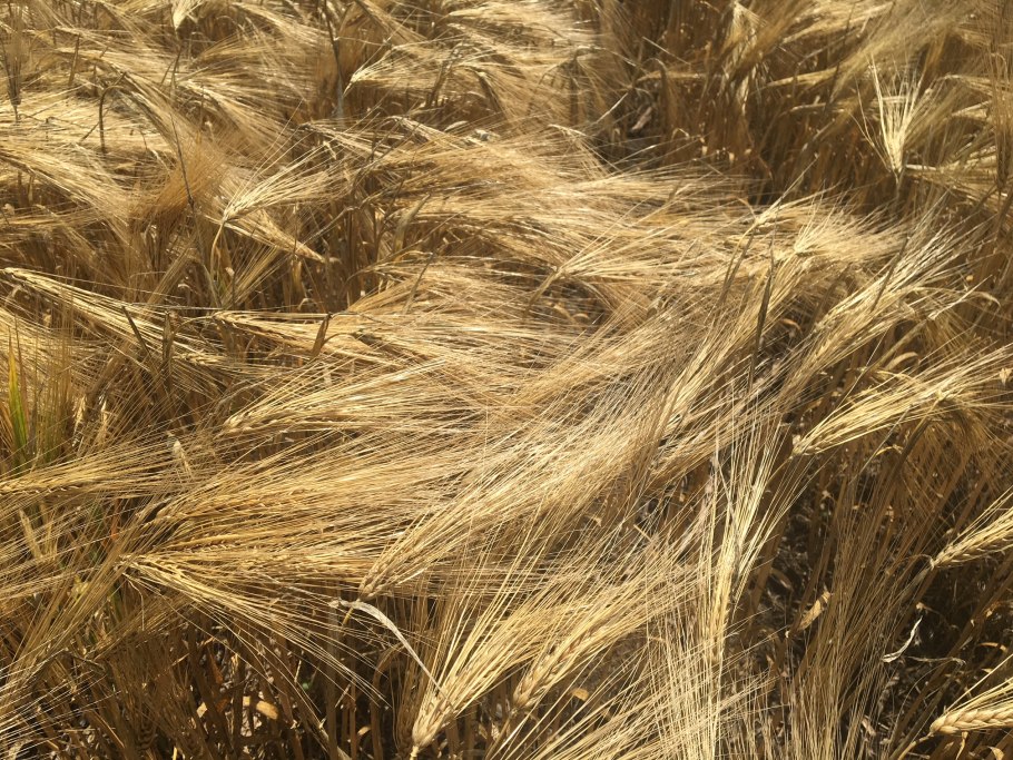 Сидераты рожь овес