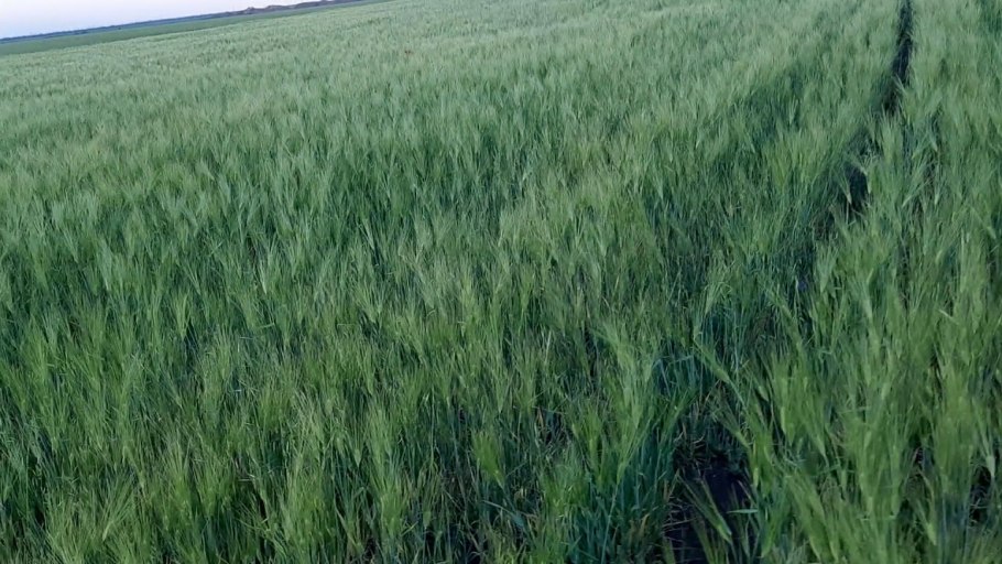 Севооборот пшеницы