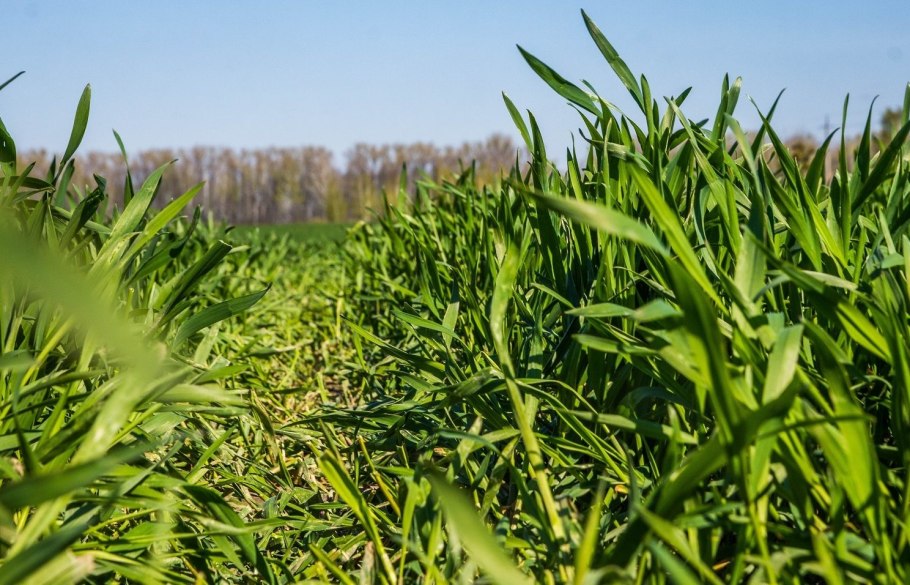 Ячмень злак