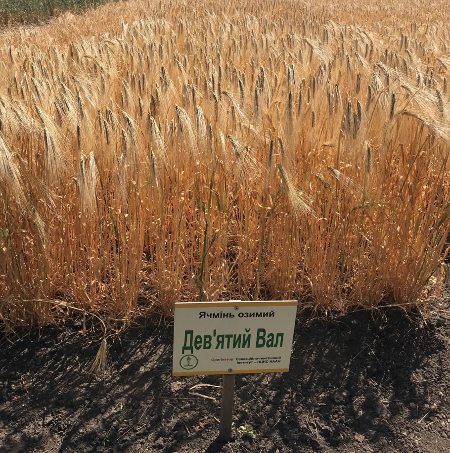 Овес посевной цветение