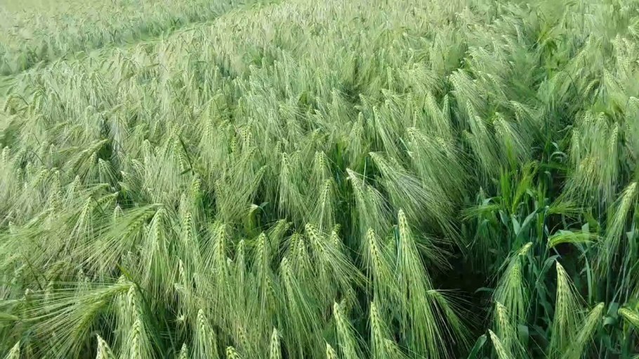 Ячмень сорт Гелиос