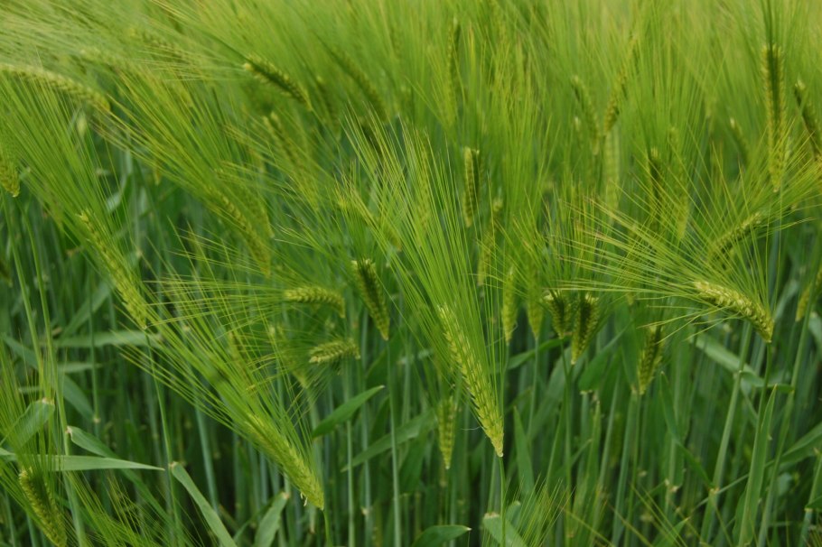 Ячмень Яровой сорт прерия