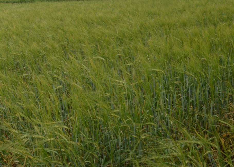 Ячмень Беатрис