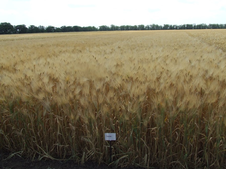 Сорт Гром озимая пшеница