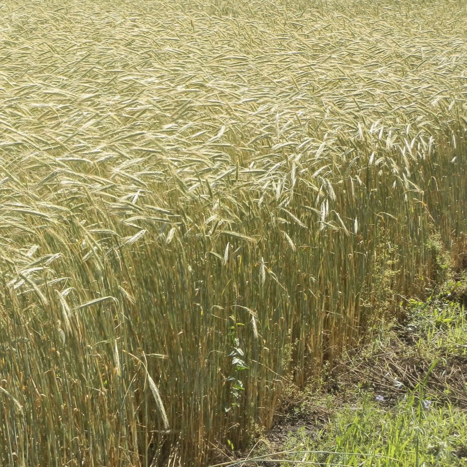 Озимая рожь Чулпан