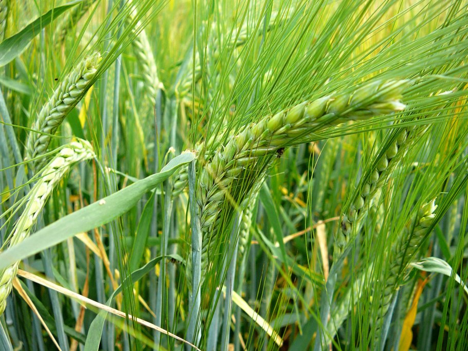 Ячмень 2 сорт