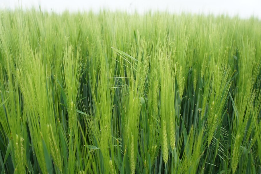 Яровой ячмень сорт «Челябинский 96».