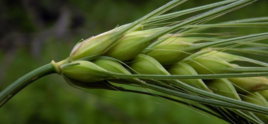 Ячмень Hordeum