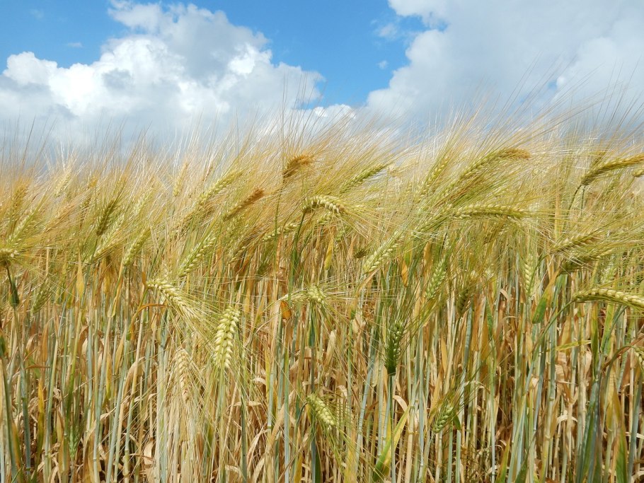 Посев ячменя