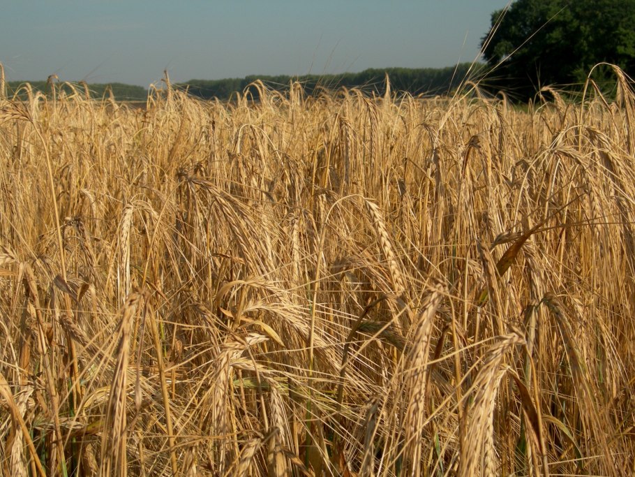 Озимый ячмень шторм