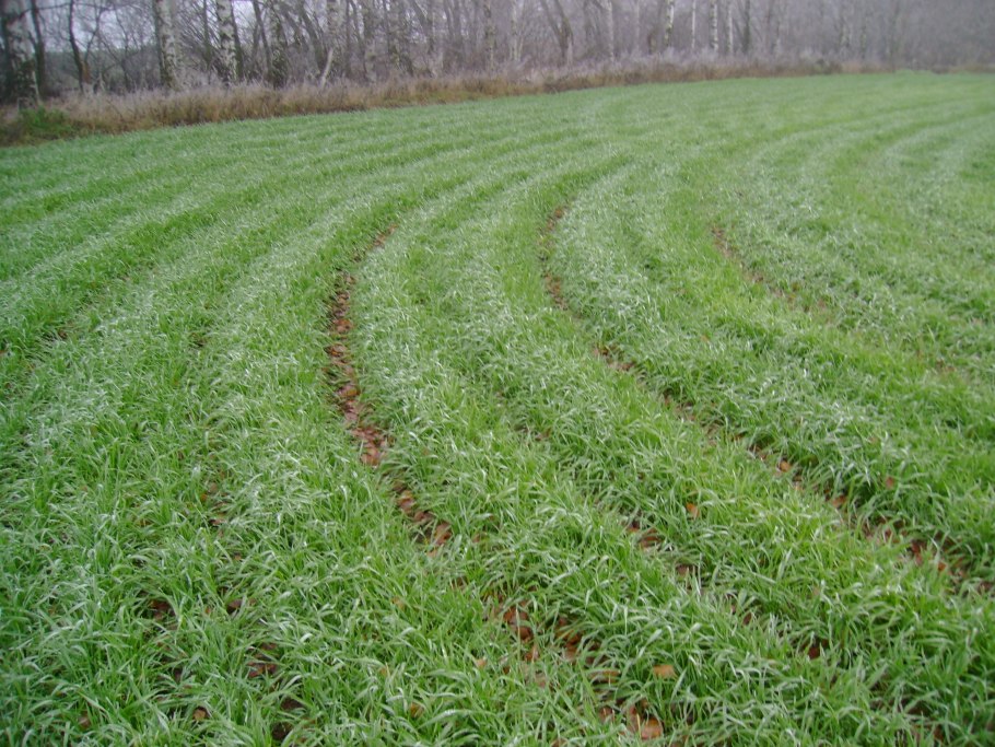 Сидерат райграс