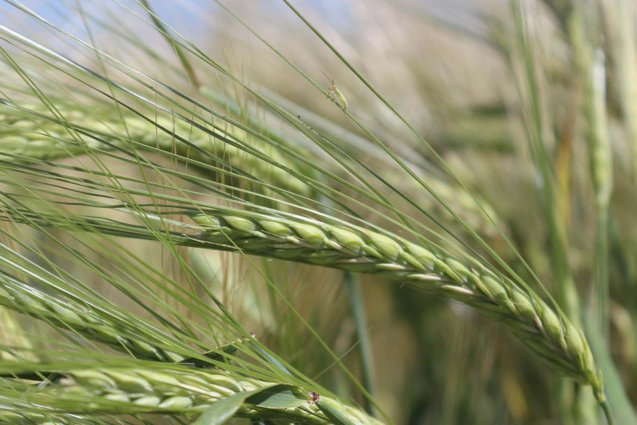 Всходы Яровой пшеницы