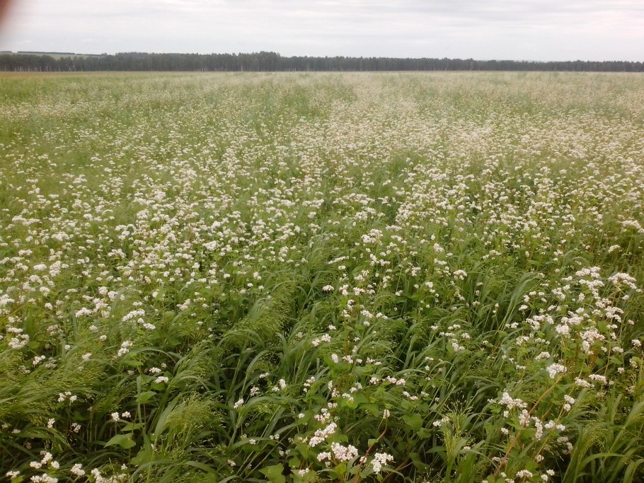 Ячмень Яровой шестирядный