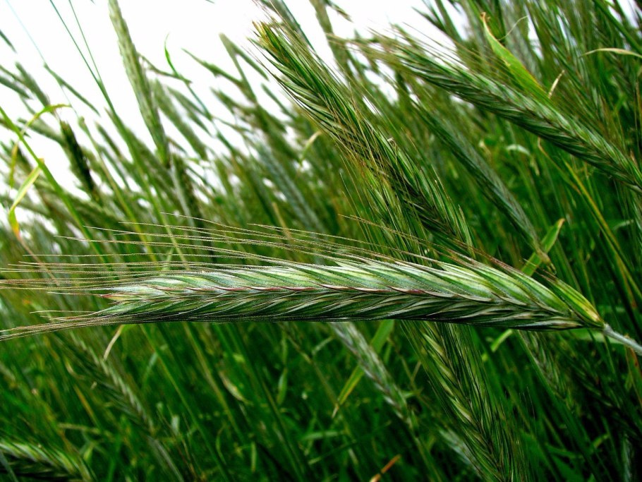 Hordeum nevskianum