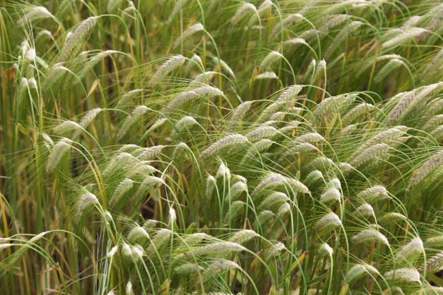 Пшеница и плевелы