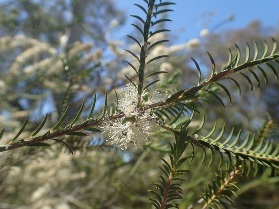 Melaleuca wilsonii