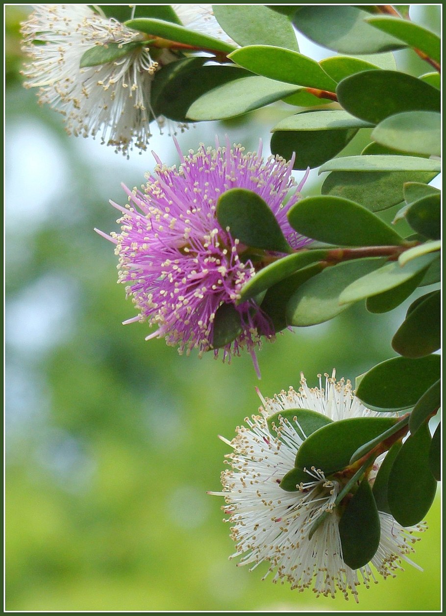 Мелалеука пятижилковая