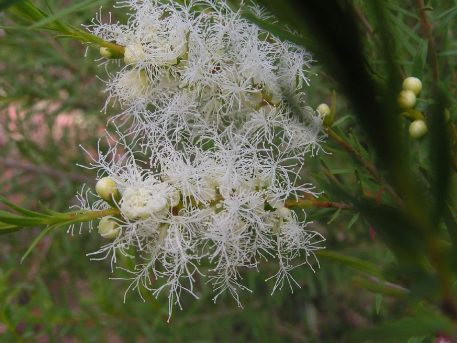 Melaleuca alternifolia