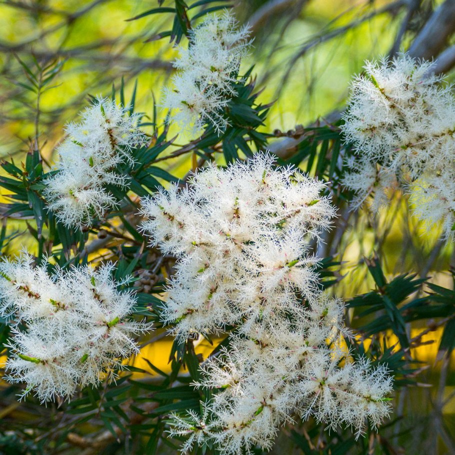 Melaleuca wilsonii