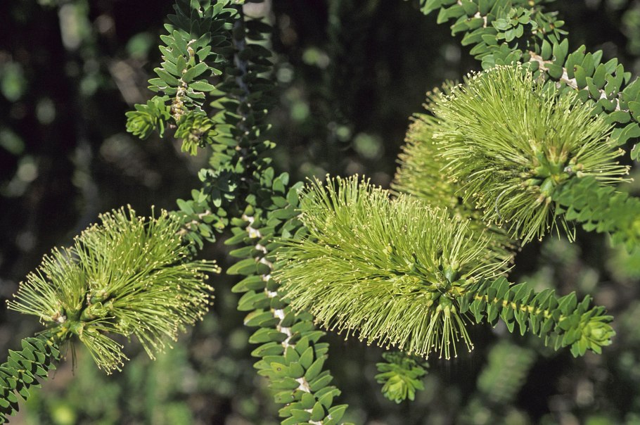 Melaleuca armillaris