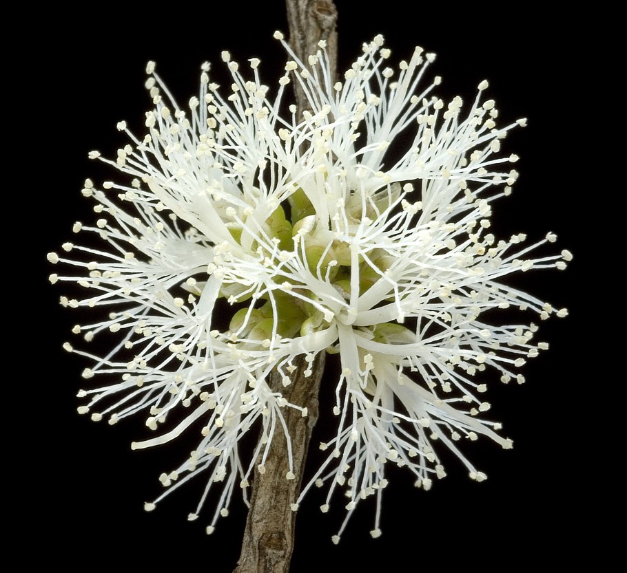 Мелалеука Брактеата