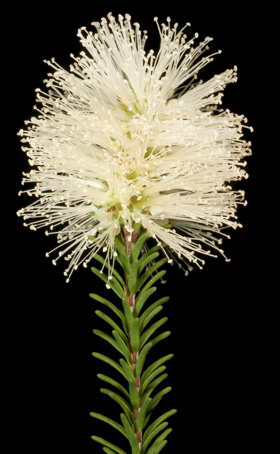 Мелалеука гриб