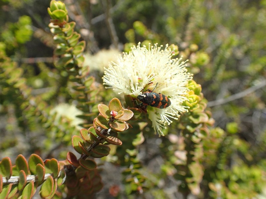 Melaleuca thymifolia