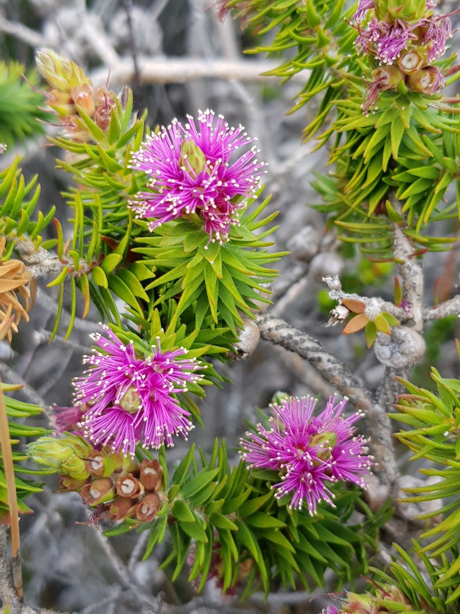 Мелалеука хюгеля