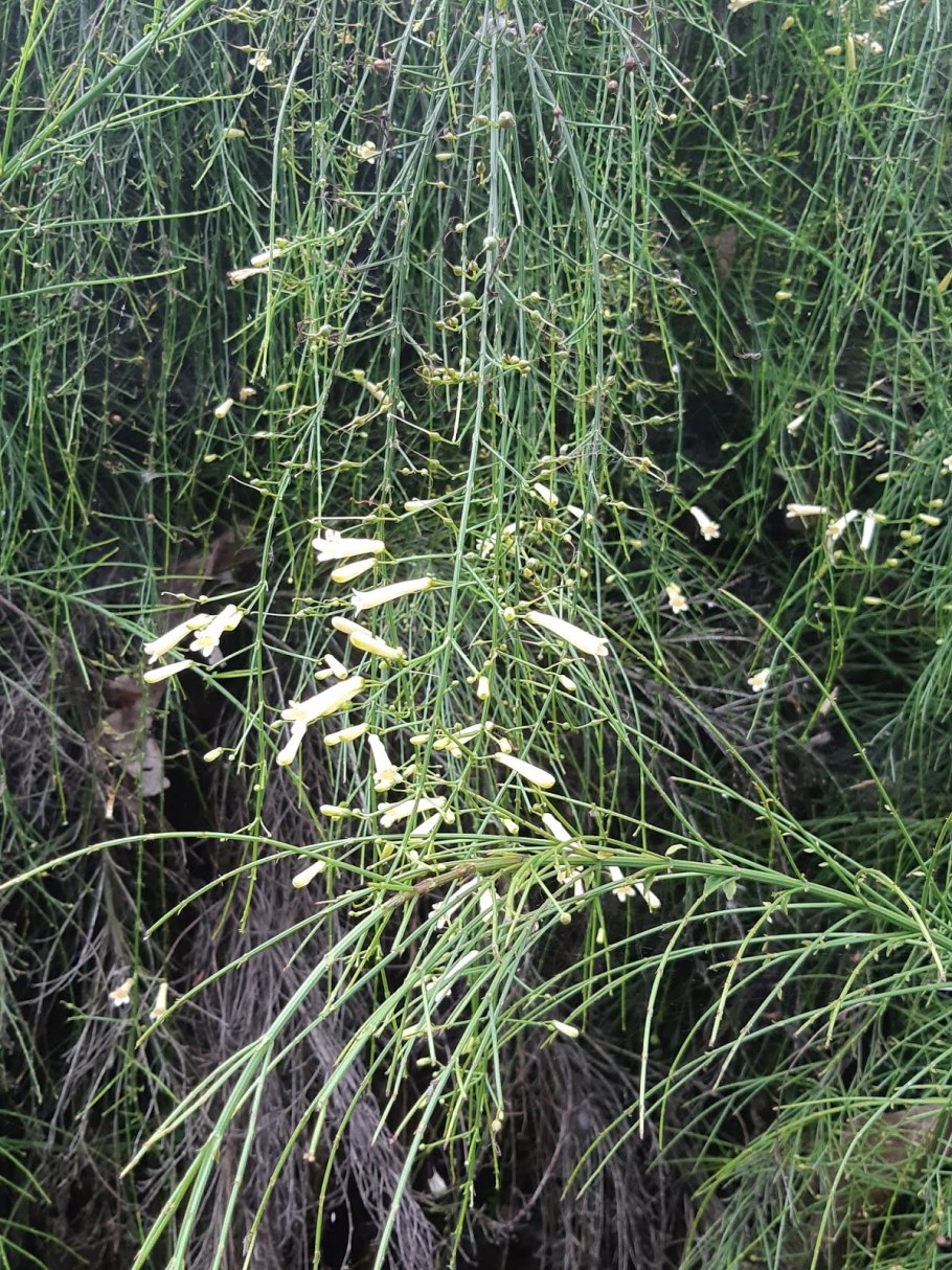 Equisetum arvense латынь