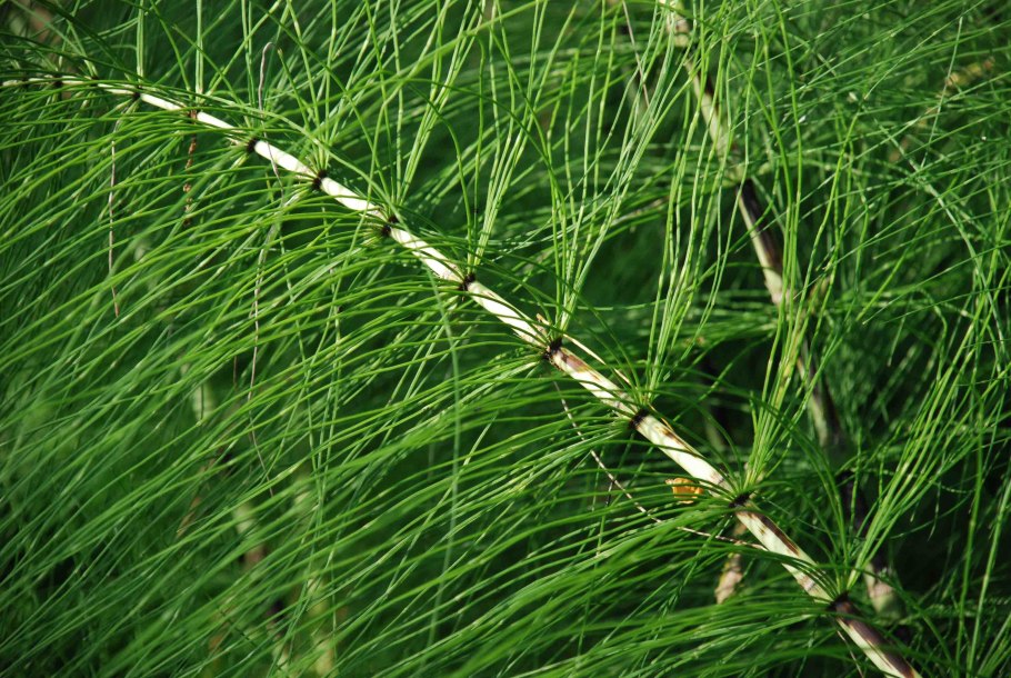 Equisetum хвощ конский хвост